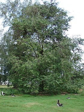Der Gott Juok schuf Garang und Abuk, das erste menschliche Paar, unter einem Tamarindenbaum (Anuak-Mythos).
