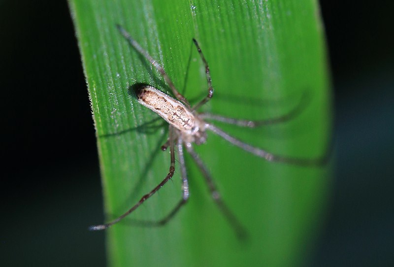 File:Streckerspinne 8777.jpg