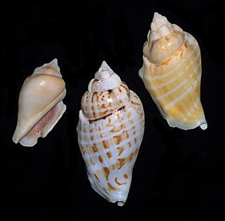 <i>Gibberulus</i> Genus of gastropods