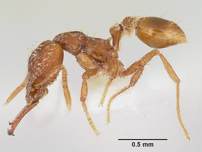 File:Strumigenys diasphax casent0102642 profile 1.jpg