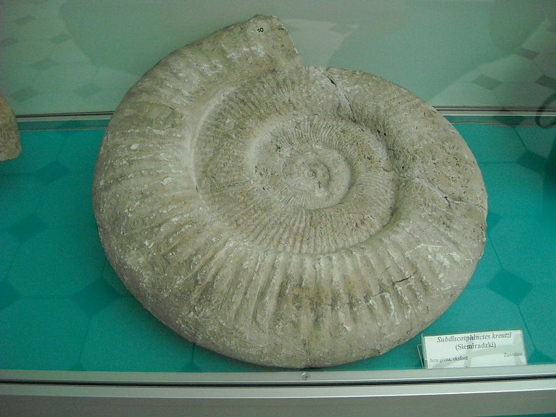 File:Subdiscosphinctes kreutzi.jpg