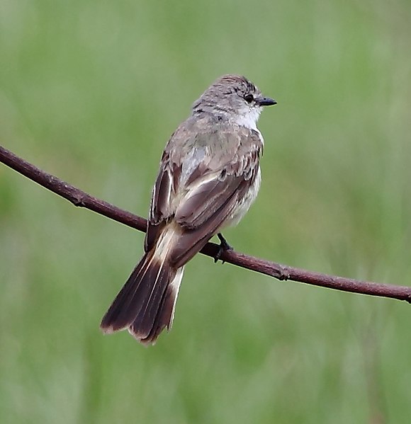 File:Suiriri islerorum - Chapada Flycatcher.JPG