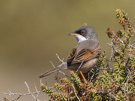 Sylvia conspicillata Gran Canaria.jpg