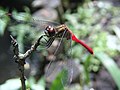 2009年7月5日 (日) 13:34時点における版のサムネイル