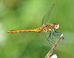 Sympetrum sanguineum – Weibchen