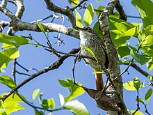 Synallaxis stictothorax chinchipensis - Necklaced (Chinchipe) Spinetail.jpg