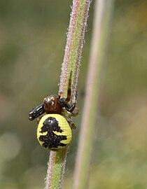 Synema globbosum