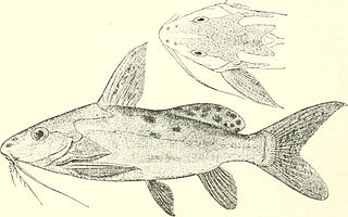 <i>Synodontis haugi</i> Species of fish