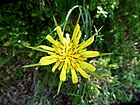 TRAGOPOGON PORRIFOLIUS - SANT HONORAT - IB-884 (Barba de cabra).jpg