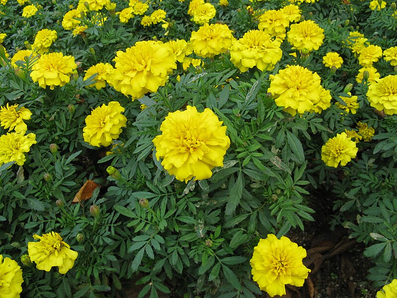 File:Tagetes patula 'Bonanza Yellow’1.jpg