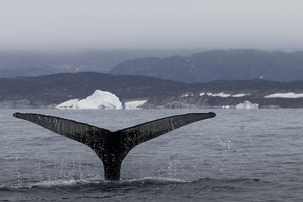 Humpback Whale Megaptera in Disko Bay