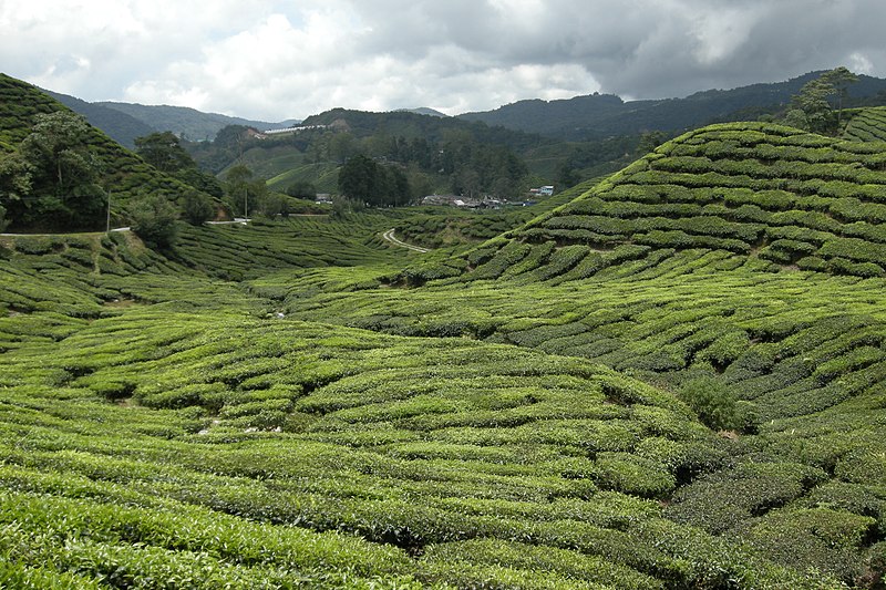 File:Tea plantations, Pahang, Malaysia.jpg