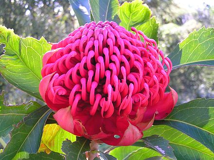 30 растений. Telopea Waratah. Telopea speciosissima. Телопея цветок. Телопея SP Waratah.