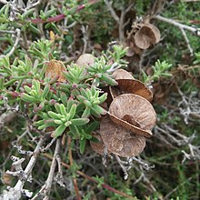 Tetragonia fruticosa00.jpg