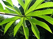 Tetrapanax papyrifer au jardin jungle.JPG