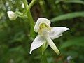 Platanthera chlorantha