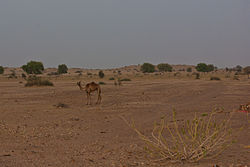 A Thár-sivatag Dzsaiszalmer közelében