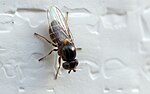 Thumbnail for Thaumatomyia annulata