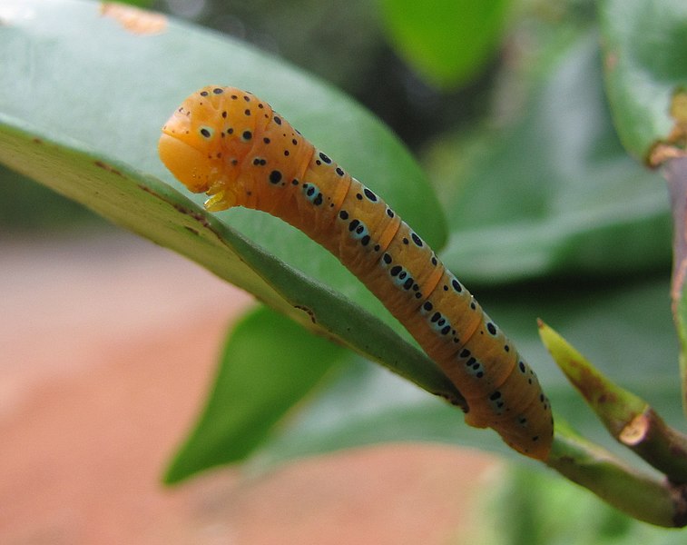 File:The Blue Tiger Moth (Dysphania percota) (4).JPG