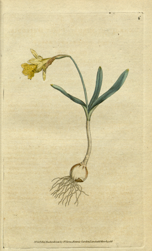 The Botanical Magazine, Plate 6 (Volume 1, 1787)