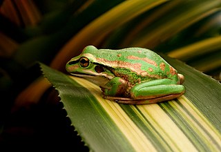 <span class="mw-page-title-main">Green and golden bell frog</span> Species of amphibian