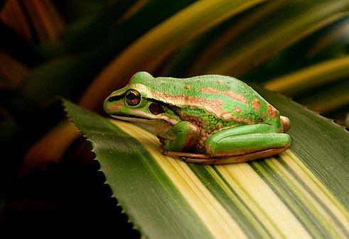 Green and Golden Bell Frog Litoria aurea