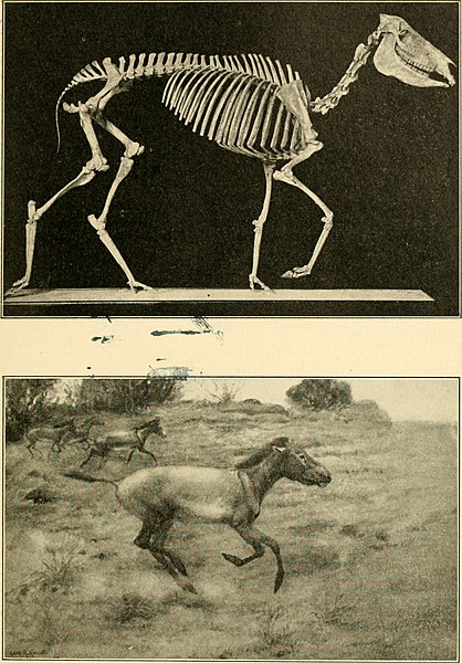 File:The age of mammals in Europe, Asia and North America (1910) (17322549474).jpg