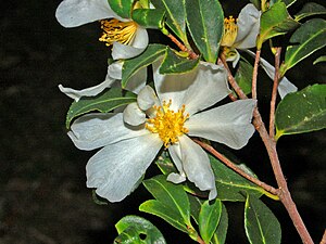 Pyrenaria microcarpa