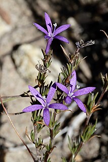 Theilera genus of plants