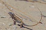 Vorschaubild für Madagaskar-Sandleguan