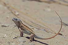 Three-eyed lizard (Chalarodon madagascariensis) male Toliara.jpg
