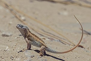 Un Chalarodon madagascariensis. (définition réelle 5 175 × 3 450)