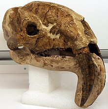 Lebka rodu Thylacosmilus. Vynikají šavlovité zuby, ekvivalentní zubům šavlozubých tygrů