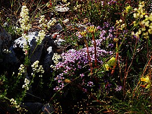 Thymus striatus vid vindhörnan på Velika Jastrebica i Orjenbergen