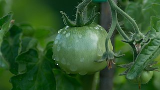 Tomato After The Rain (215738181).jpeg