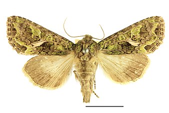 Trachea atriplicis, Mållfly