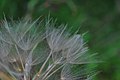 Tragopogon (8824878880). 
 jpg