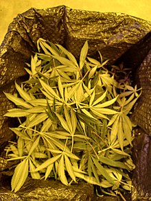 How Fabric Pots Increase Cannabis Yields - Omega Equipment & Supply Blog