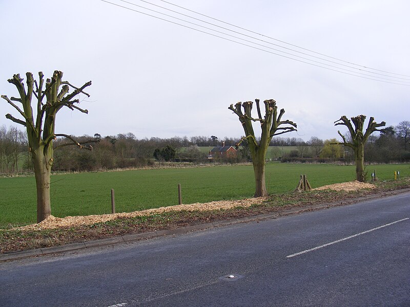 File:Tree Surgery, B1121 Main Road, Carlton - geograph.org.uk - 1224256.jpg