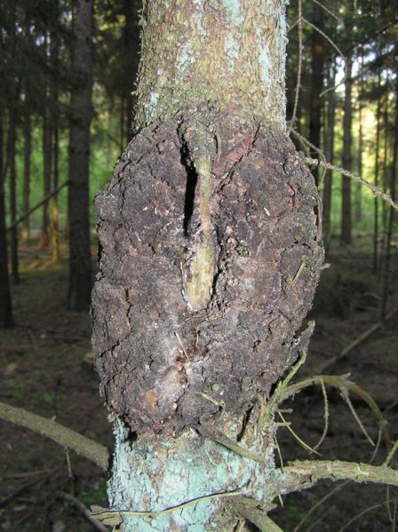 File:Tree cancer picea abies beentree.jpg