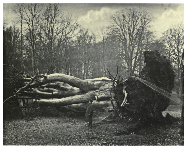 Plate 7: Giant Beech at Cornbury