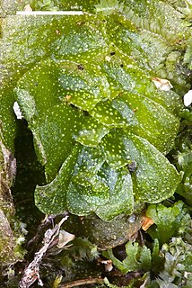 Treubiaceae Family of liverworts