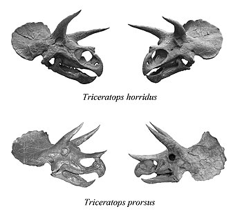 Triceratops-four-skulls-04w.jpg