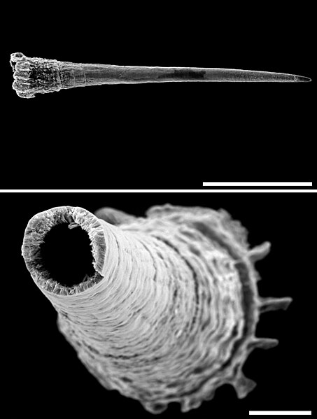 File:Trichia hispida SEM dart.jpg