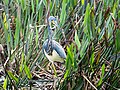 * Nomination Tricolored heron in the Green Cay wetlands --Rhododendrites 04:31, 11 January 2023 (UTC) * Promotion  Support Good quality. --Fabian Roudra Baroi 05:17, 11 January 2023 (UTC)