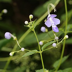 Tripora divaricata (Mount Yokoyama)