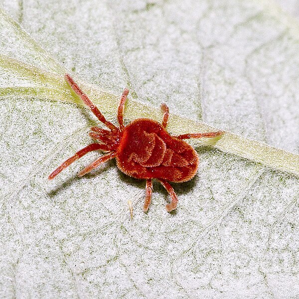 File:Trombidium.spec.1706.jpg