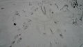 Trop zająca w Lesie Bemowskim. Bobki farbują śnieg na kolor buraków, które widać zwierzę jadło. Od pr. dochodzi trop lisa, idącego odtąd śladem zająca