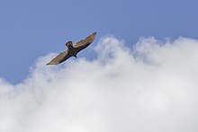 Turkey vulture flying in the Everglades Turkey vulture flying in the Everglades.jpg