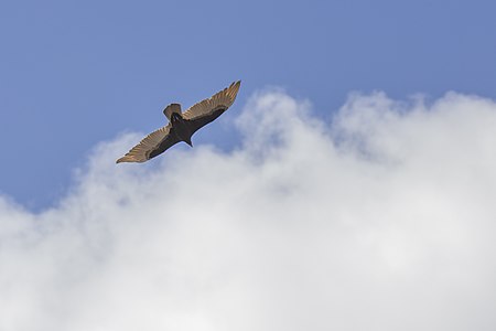 Turkey vulture flying in the Everglades